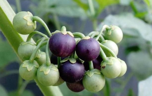 假性近视|龙葵虽不起眼，却浑身是宝，缓解近视，清热解毒消肿利尿