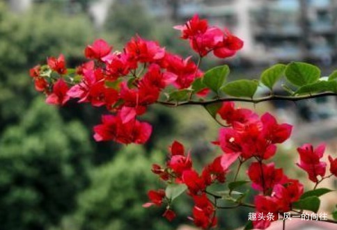 谁说三角梅不开花学会这几个小技巧，一直开花到来年