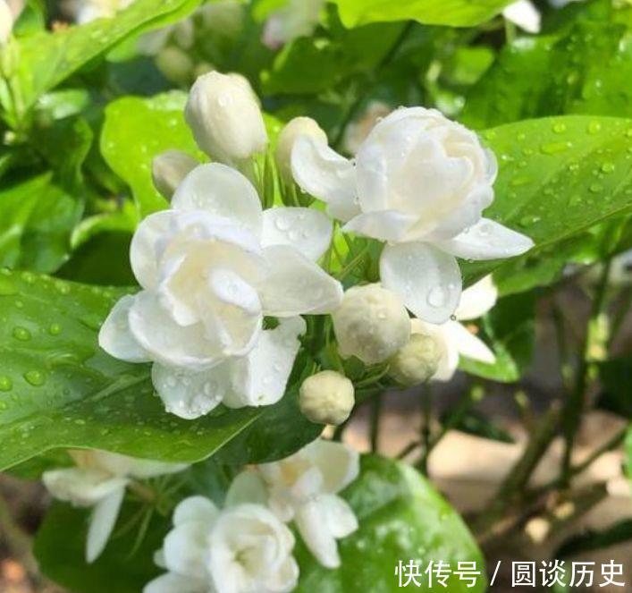 几款花卉,好养易爆盆,花叶俱美,养在阳台变成小花园