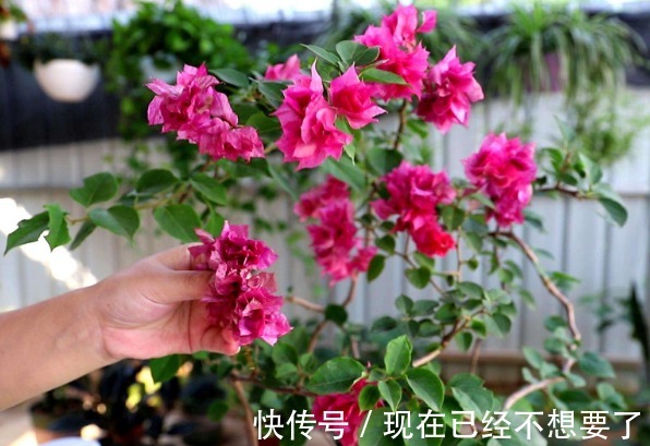 三角梅花谢后要会剪，剪对接着开花爆盆，剪错一朵花都不开