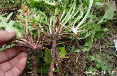 肝病患者|肝病患者的“大救星”, 每天吃一点, 修复肝细胞, 肝病不攻自破