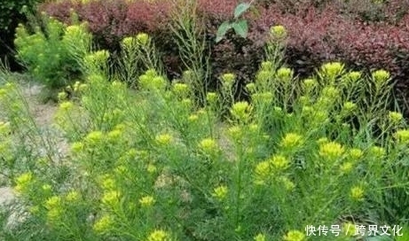 聪明人都在吃以下野菜,清热解毒、健脾和胃、增强免疫力