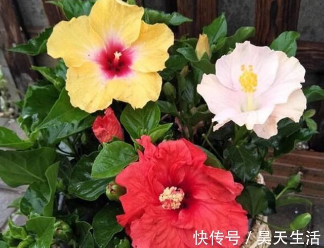 阳台养花,这几种花不能少,花美寓意好,一养就爆盆,美成小花海