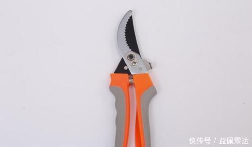 养花|不敢尝试扦插?捏准“7个要点”,养花省钱、还能拥有更多