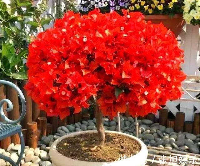 枝条|想让三角梅爆炸式开花,打顶很重要,学会2个小技巧,轻松开爆盆