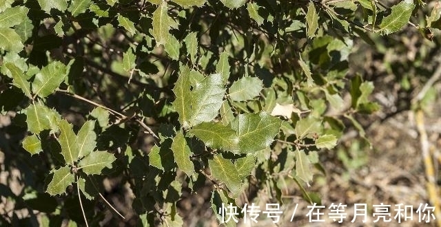 慎用|中药也会伤肝？多讲一句：这4种常见中药可能要慎用