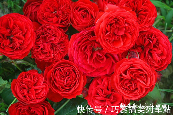 喜欢玫瑰,不妨养“珍稀名菊”枫林夕照,似晚霞枫叶,百媚妖娆