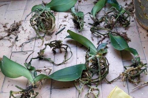 3种漂亮花，再“喜欢”也别贸然买，太难养，一般人根本养不活