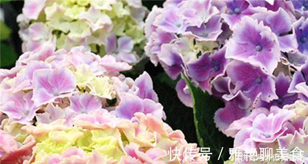 花色|美艳动人的3款花，花色美丽，香气四溢，四季都开花，养护也容易