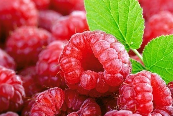 过氧化脂质|这四种果树放阳台养,一盆能挂满果,居然节约不少买水果的钱