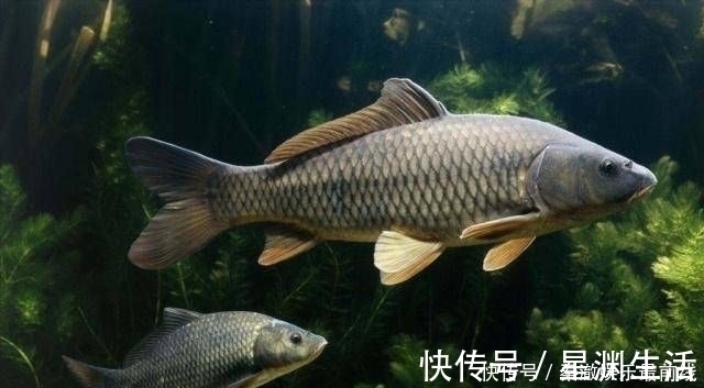 如果你想钓鱼,不要依赖商业鱼饵,你必须依赖它们