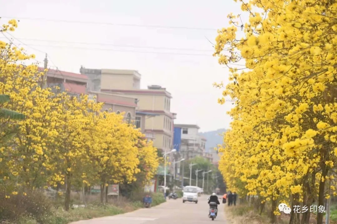 一路相伴的黄花风铃木，明艳了春天