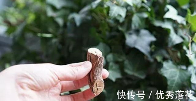 气虚|气血不足的人好累,三步回血摆脱「丧」感!