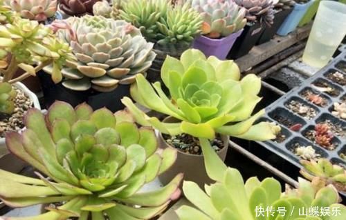 叶子|养多肉植物,做到此3点,叶子圆润如珍珠,色似糖果五颜六色