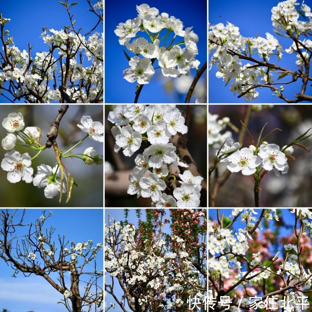 醉美花海！世界花后”正香飘京城，观赏面积超120000㎡！快去打卡