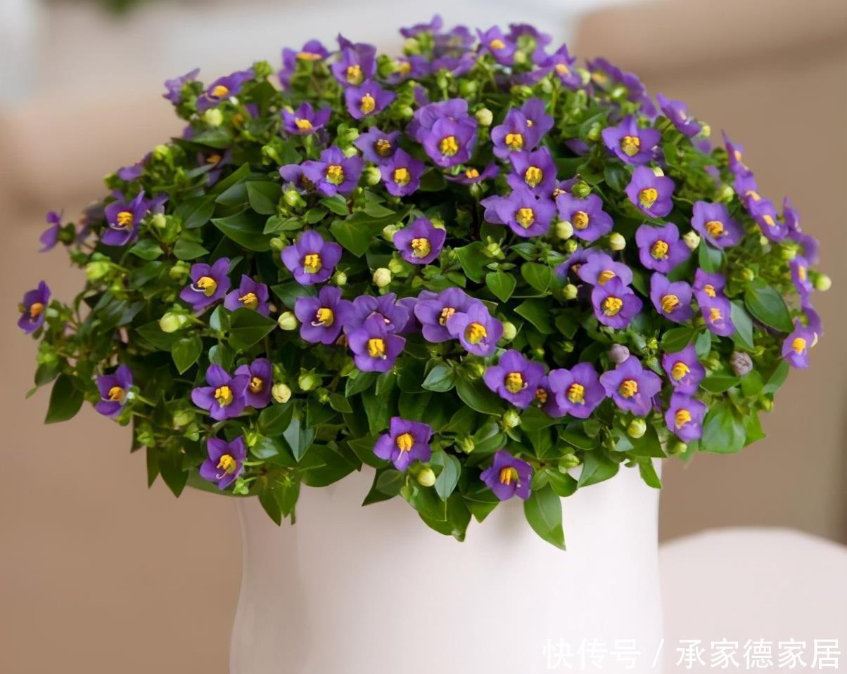 天使|这4种花是冬天的天使,冰天雪地里也能开花,一片生机盎然的样子