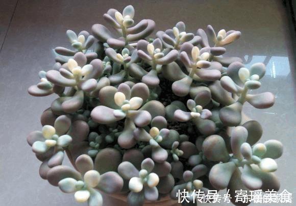 多肉|往土里扔点这个料，多肉胖成了小肥子
