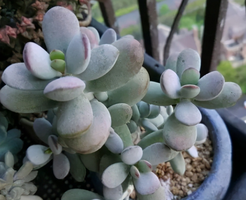 蚧壳虫|蚧壳虫身披“蜡质壳”,养花遇到很烦人,记住这几招,全部都消灭