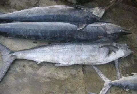 种鱼|宝宝吃鱼更聪明这7种鱼,一口都不能给宝宝吃