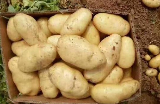 抗衰老|对身体很好的3种食物,每天吃一些,排毒清肠,养颜抗衰老