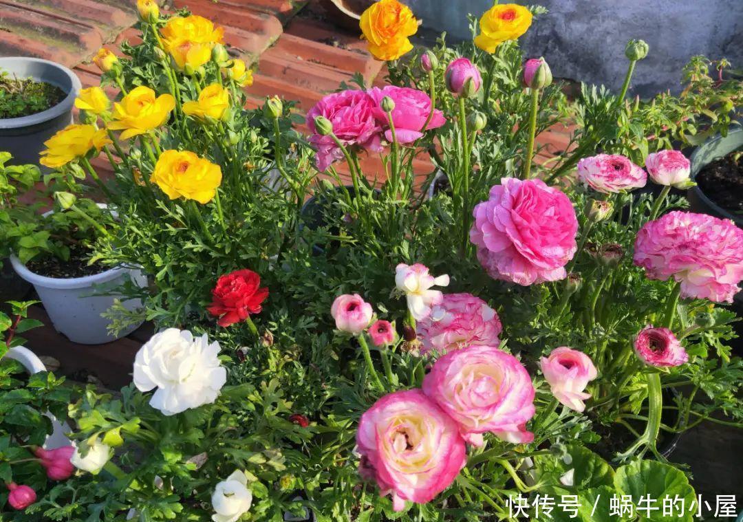 种花|7种花慎养,天一热就死,白花钱买罪受