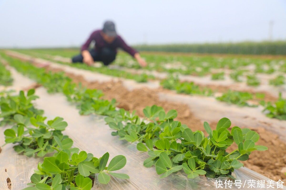 香菜|小满期间，这5道汤是时候喝了，可以每天换着喝，顺利安康过夏天