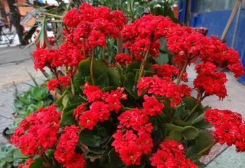 落花苞|长寿花开得正艳,倒了一瓶啤酒,结果“悲催”了