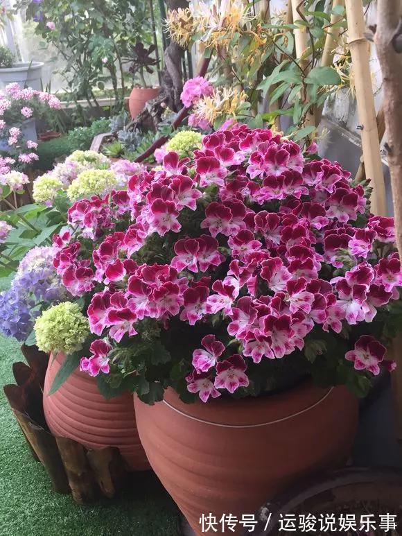 5种花不用管,盆栽地栽都好养,自己就能长成大花球,花开还惊艳