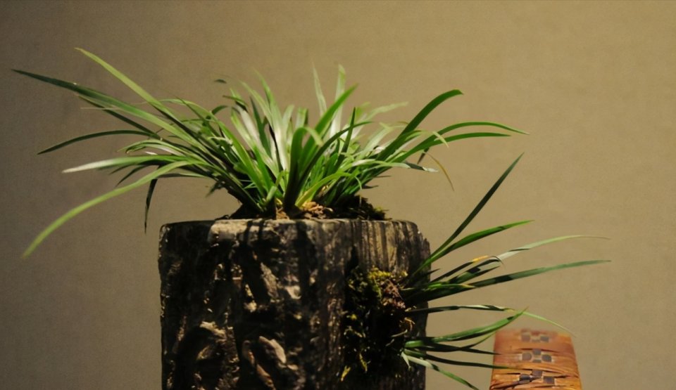 潮湿|养花浇水很关键,5种花的浇水方法,你也成为养花高手