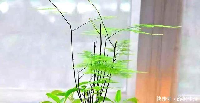 花根|给花喝点救命水,一夜冒芽绿油油,黄叶烂根全没了