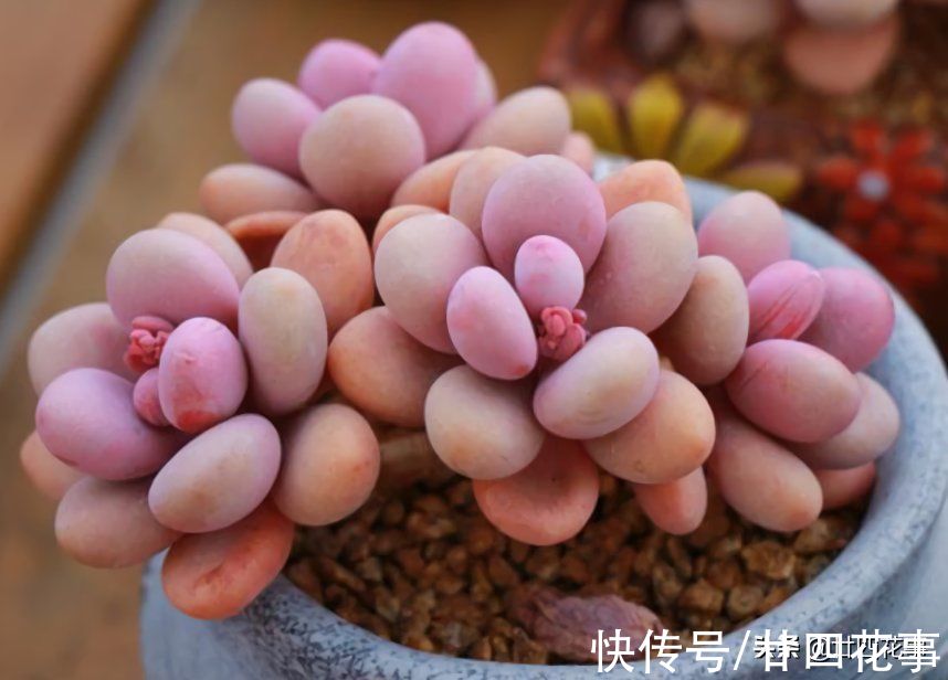 黛比|七款适合女生的多肉植物，便宜皮实好养护，易出状态颜值高