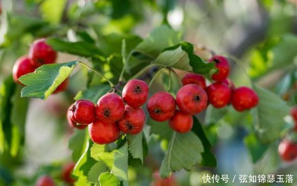 正确|山楂不止助消化,若能学会正确“搭配”,养生效果可能更理想