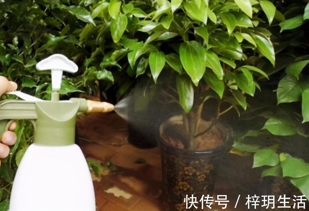 冬天浇花的“4个坏习惯”，看你有没有？难怪花卉烂根