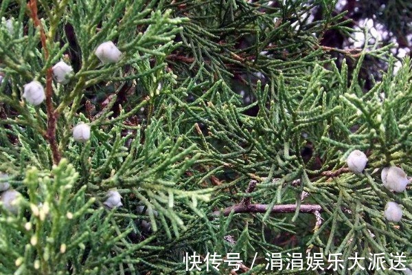 洗头|有了白发别着急,一片树叶煮水洗头,15天后白发会变得乌黑柔软!