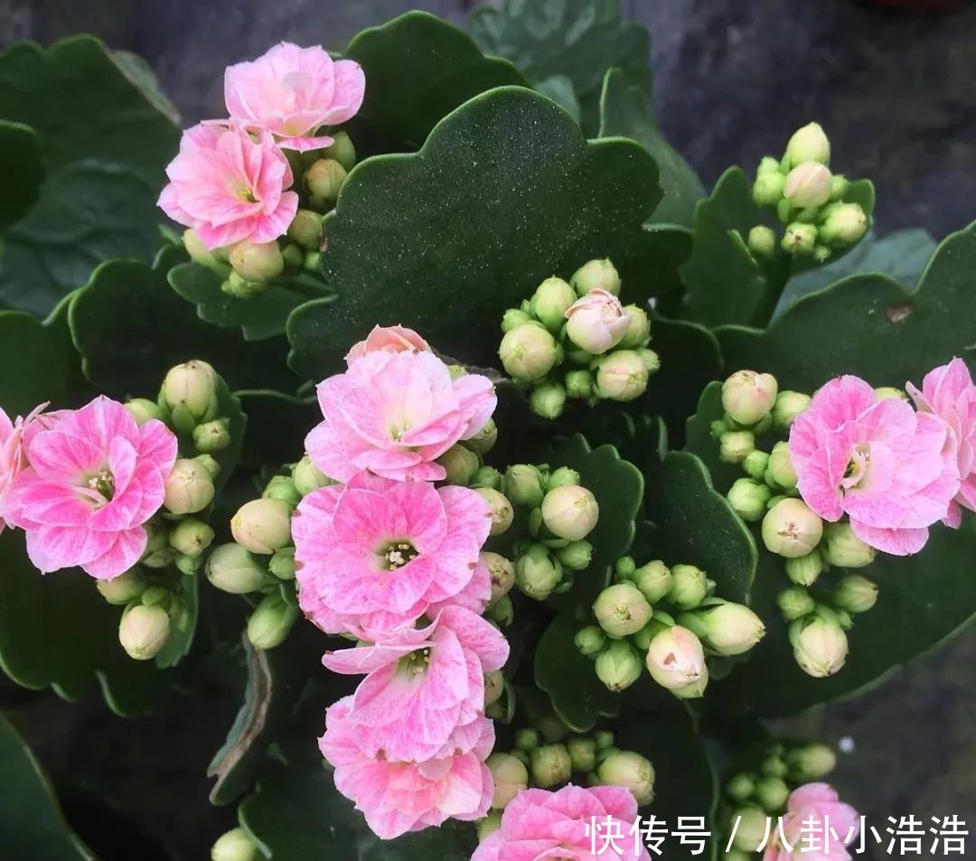 花期|45种长寿花,个个都是高颜值,家里养几盆,美得移不开眼