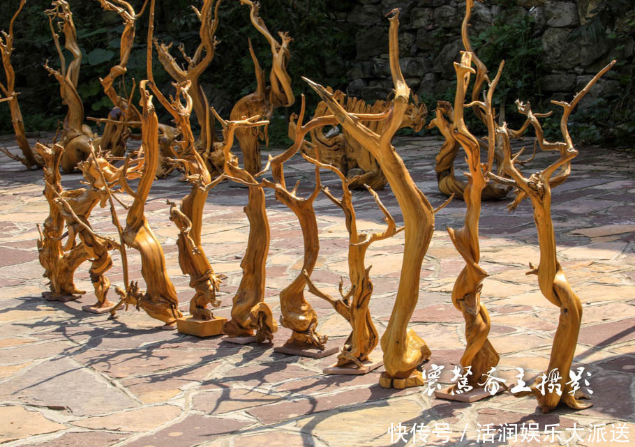 太行山下的遍地“崖柏”,不知到底有多少是真正出自太行山的呢