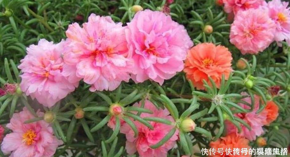 欧石南|5种花,爱花之人都抢着养,开花漂亮又好养,人见人爱