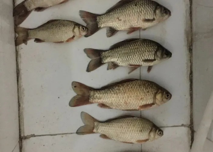 老司机|难怪老司机一个字不说,原来冬天只要有这钓法,板鲫接二连三的上