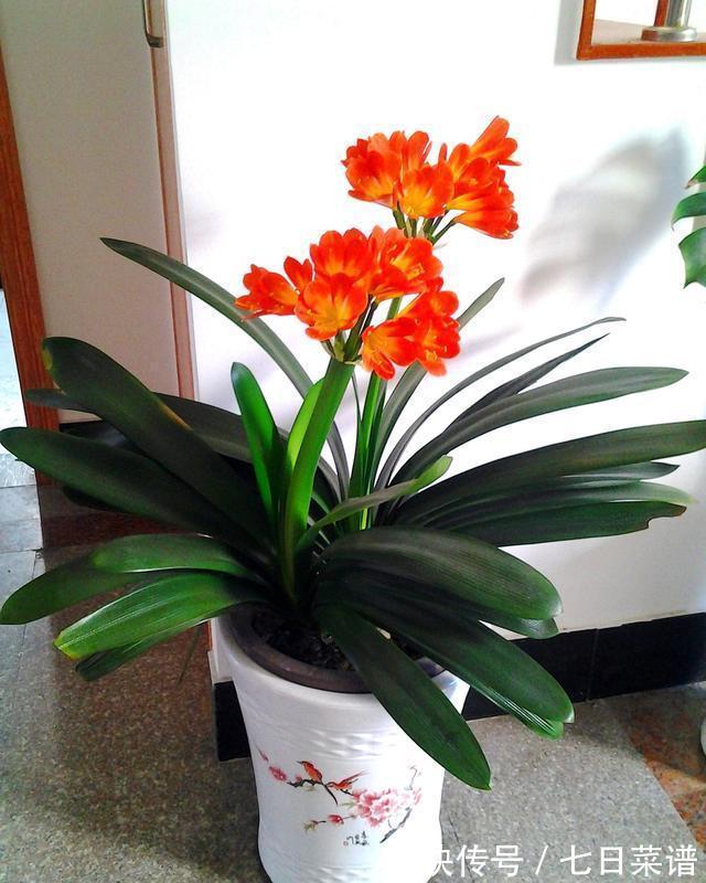 养君子兰不懂“浇水”,等于养不会养,浇前“摸摸土”,才更靠谱