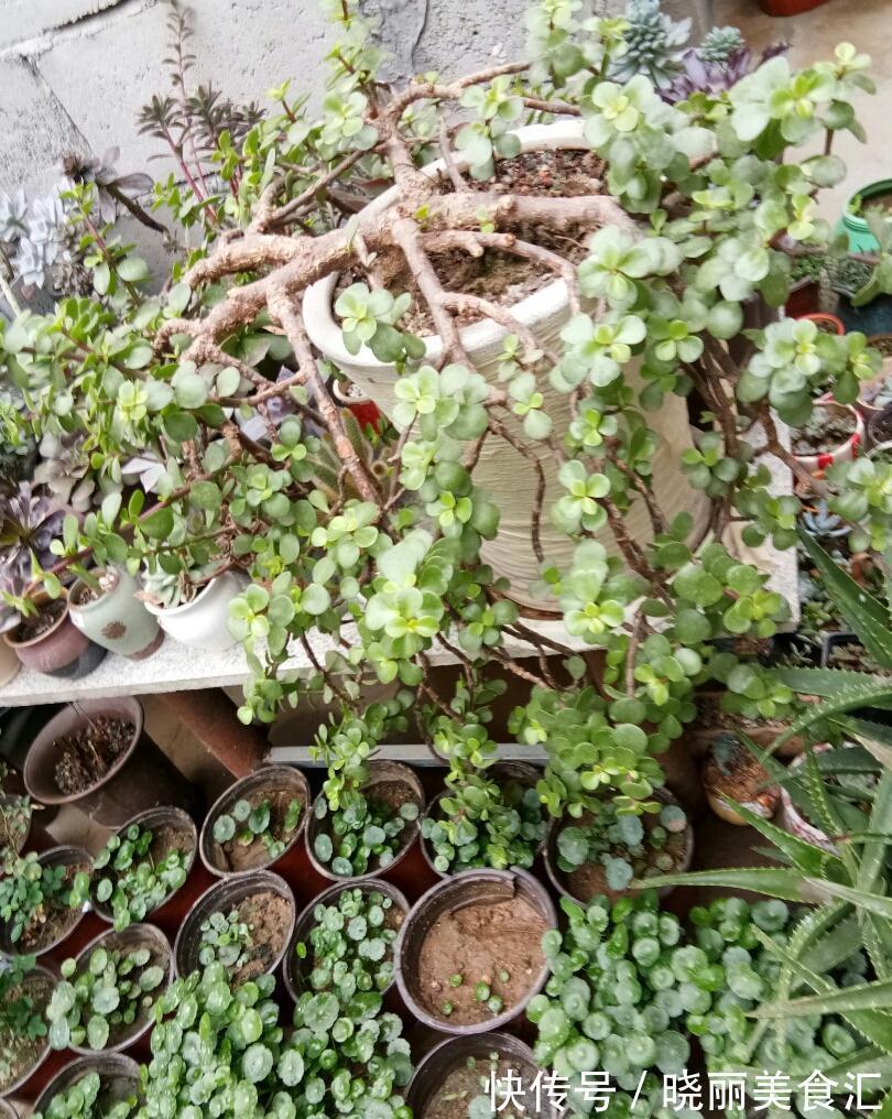 金枝玉叶不娇贵,满足“三习性”,即使不浇水,每天也能长一片叶