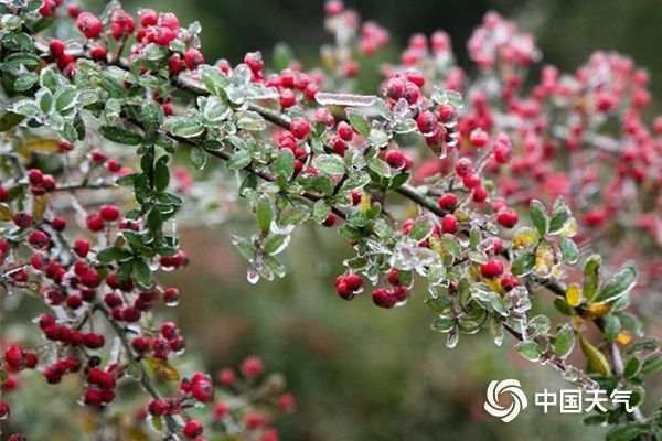 雨凇|全国赏雾凇地图请收好！一览各地最佳观赏期