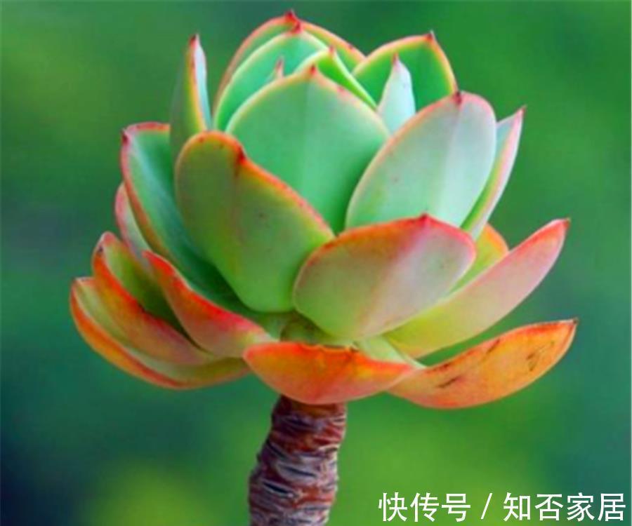 光照|多肉碧桃黑腐如何处理?3个步骤轻松解决,叶片健康颜色美