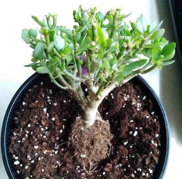 蟹爪兰|长寿花换盆,切忌越换越大,一直用小盆养才好!