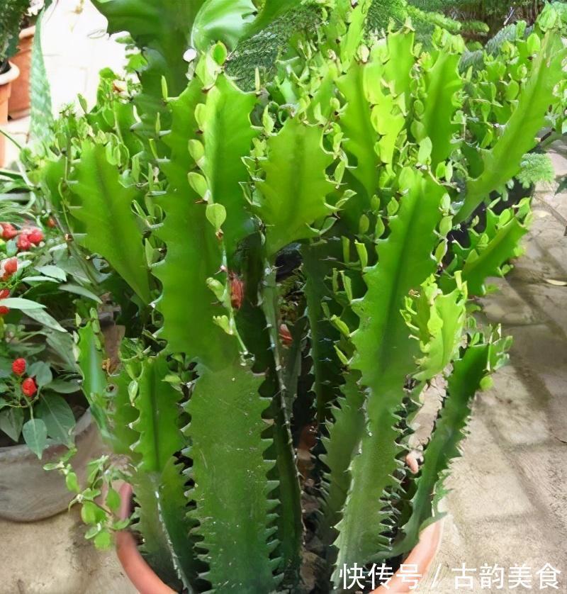 客厅养花,当选两种“旺运花”,寓意好不说,关键还好养