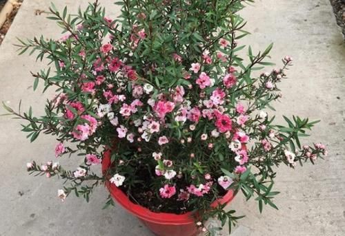 此花名字里带“松、梅”二字，却不抗冻，适合春天培育