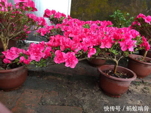 3种能成传家宝的花,越养越值钱,养几年给多少钱都不卖