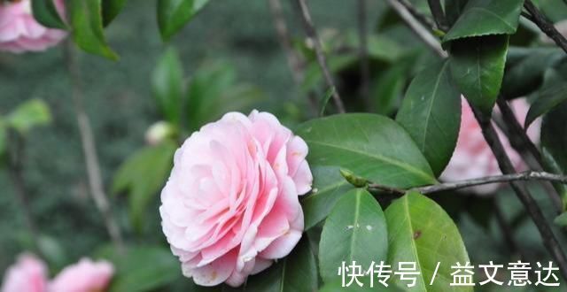 火焰石|茶花有“三怕”，避开不烂根黄叶，“野劲”足冒新芽，砰砰爆出花