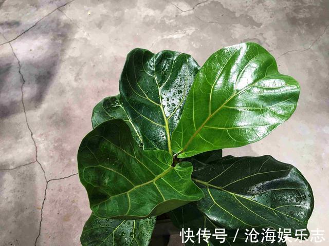 琴叶榕|网红盆栽琴叶榕夏季怎么养护，注意几点，枝繁叶茂叶片油绿