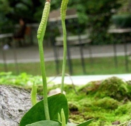 蛇咬子|此物俗称“一支箭”,是极品中药,一斤能卖600元,可惜少有人懂