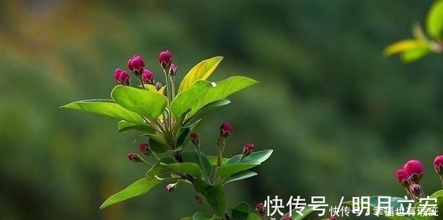 新绿|元好问晚年回到故乡,写给儿孙一首诗,指出了人世间最好的教养